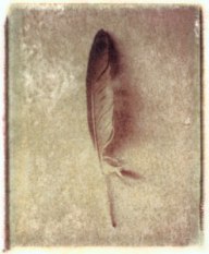 Feather | polaroid transfer on cotton paper