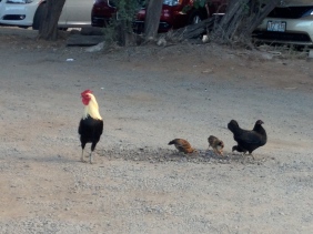 Ubiquitous street poultry.